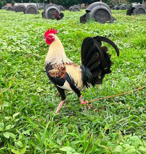 Photo from Queensland Gamefarm's post