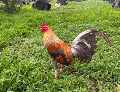 Photo from Queensland Gamefarm's post