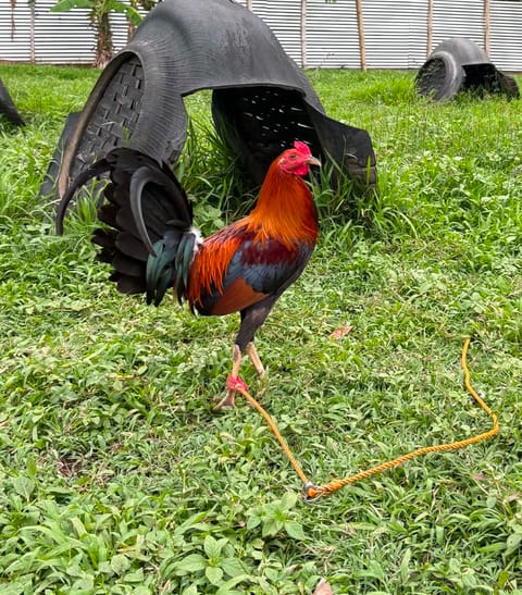 Photo from Queensland Gamefarm's post
