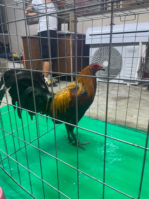 Photo from Queensland Gamefarm's post