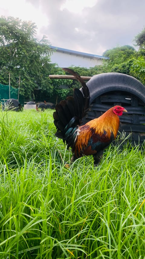 Photo 1 of 10 from Chicken Lover's post
