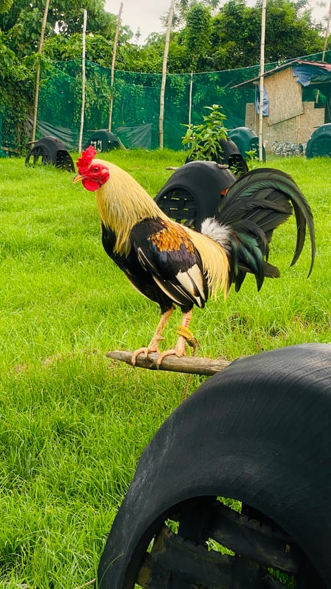Photo 2 of 10 from Chicken Lover's post