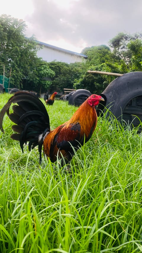 Photo 3 of 10 from Chicken Lover's post