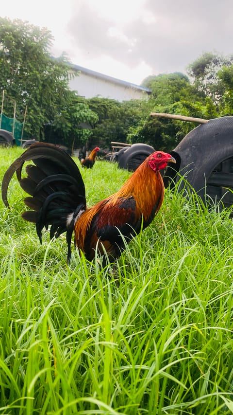Photo 4 of 10 from Chicken Lover's post