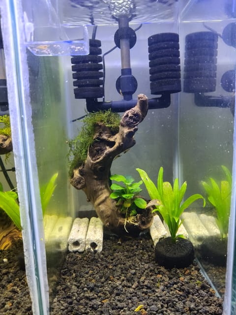 Photo from NEOCARIDINAS LAB's post