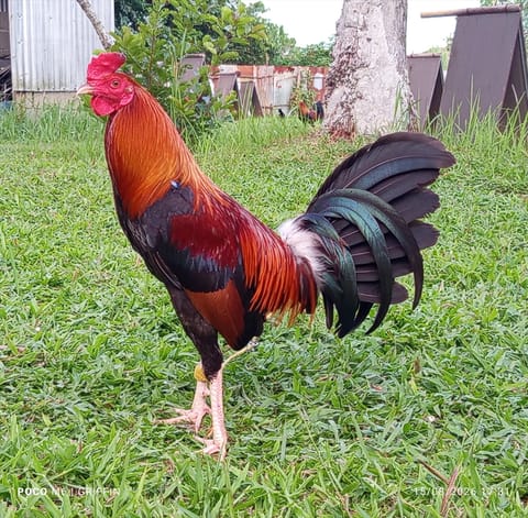 Photo from Griffin Gamefarm's post