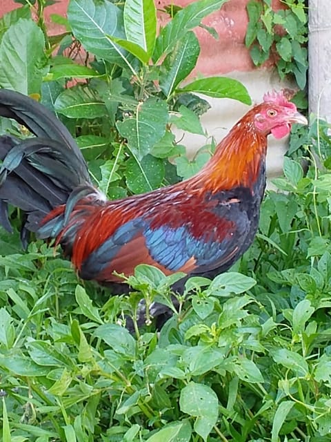 Photo 2 of 2 from SB.Jco Backyard's post