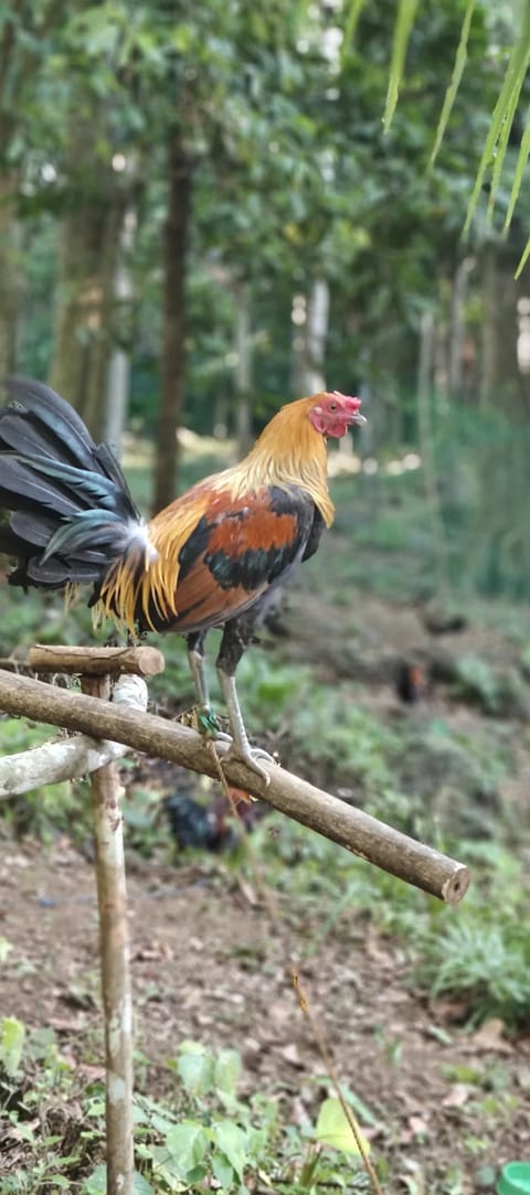 Photo from DM GAMEFOWL's post
