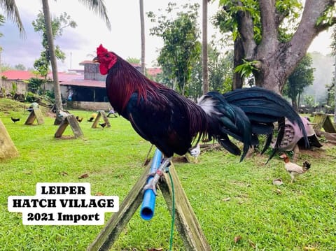 Photo 2 of 2 from Starcey GameFarm's post