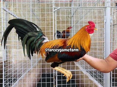 Photo 1 of 6 from Starcey GameFarm's post