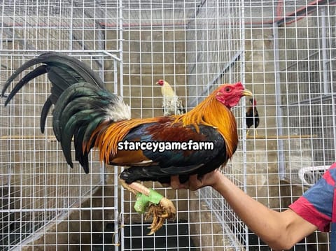 Photo 2 of 6 from Starcey GameFarm's post
