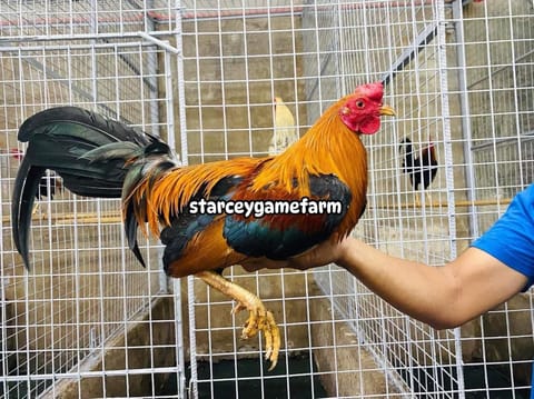 Photo 3 of 6 from Starcey GameFarm's post