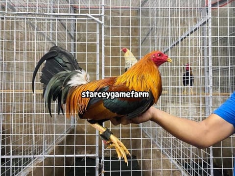 Photo 4 of 6 from Starcey GameFarm's post