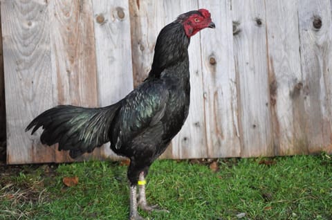 Photo 2 of 2 from Starcey GameFarm's post