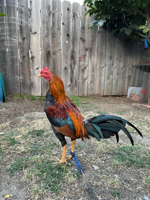 Photo 1 of 5 from Starcey GameFarm's post