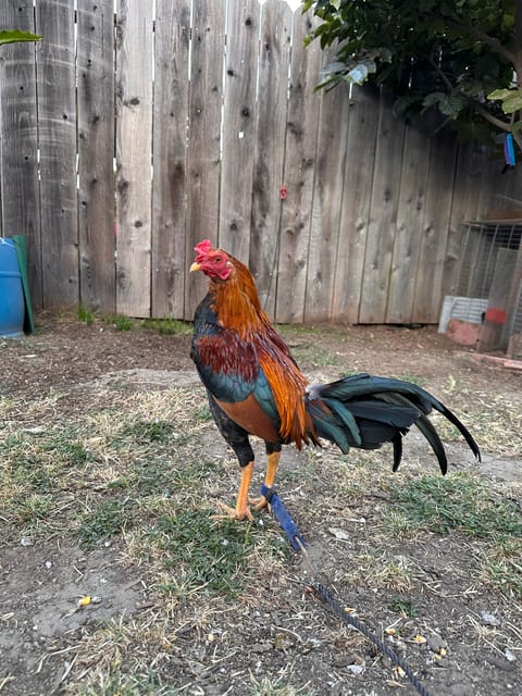 Photo 2 of 5 from Starcey GameFarm's post