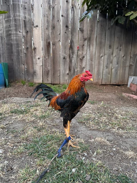Photo 3 of 5 from Starcey GameFarm's post