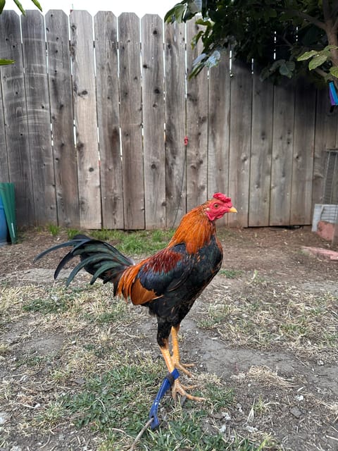 Photo 4 of 5 from Starcey GameFarm's post
