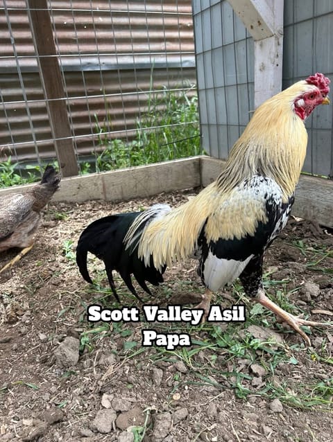 Photo 1 of 4 from Starcey GameFarm's post