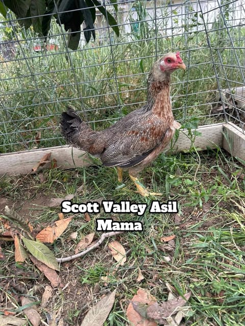 Photo 2 of 4 from Starcey GameFarm's post