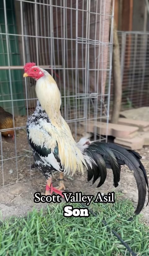 Photo 3 of 4 from Starcey GameFarm's post