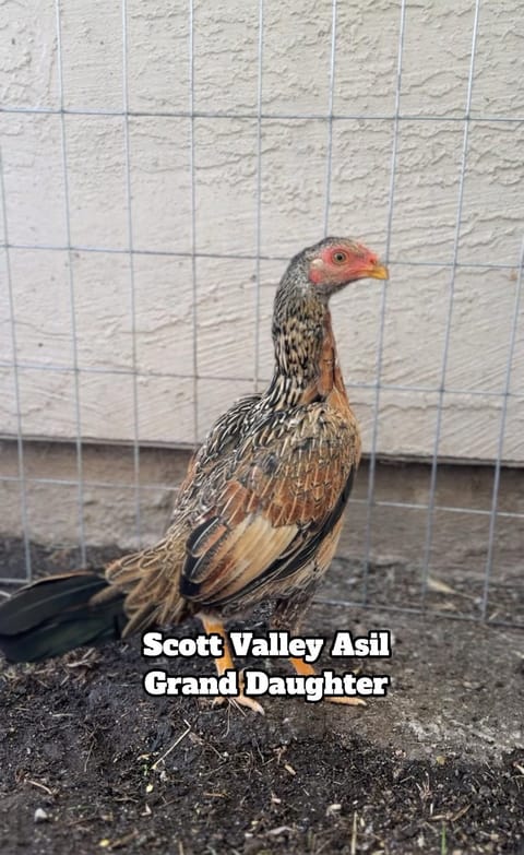 Photo 4 of 4 from Starcey GameFarm's post