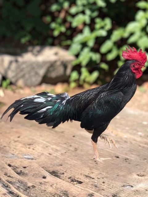 Photo 2 of 2 from Starcey GameFarm's post