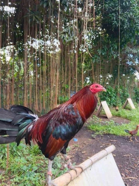 Photo 1 of 2 from Starcey GameFarm's post