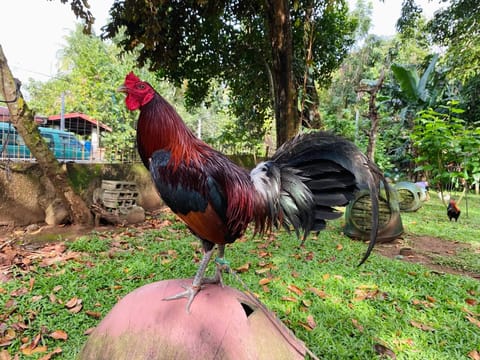 Photo 2 of 2 from Starcey GameFarm's post