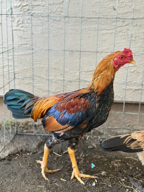 Photo 3 of 3 from Starcey GameFarm's post