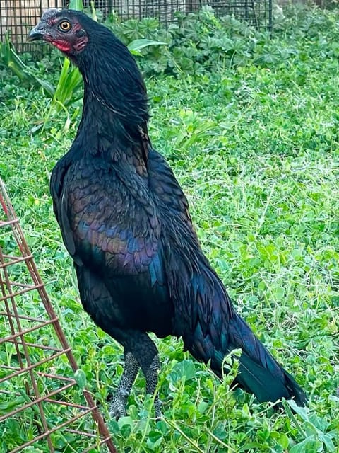 Photo 1 of 2 from Starcey GameFarm's post