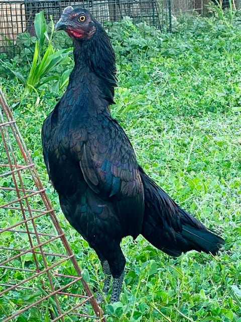 Photo 2 of 2 from Starcey GameFarm's post