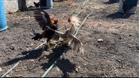 Video from Starcey GameFarm's post