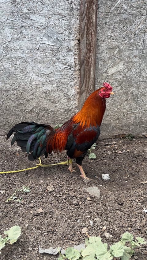 Photo 1 of 2 from Starcey GameFarm's post