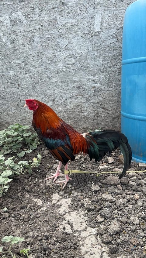 Photo 2 of 2 from Starcey GameFarm's post