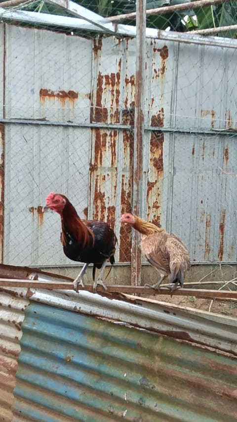 Photo 2 of 2 from L.A Kaong GF's post