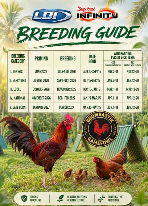 Photo from Boombastik Gamefowl's post