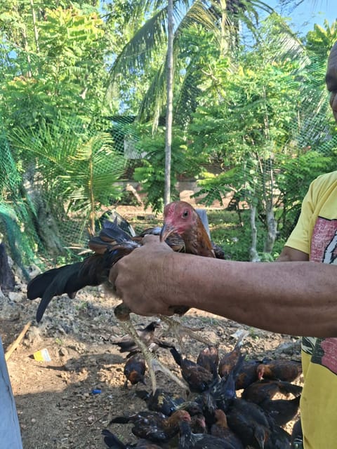 Photo from Manok bisaya's post