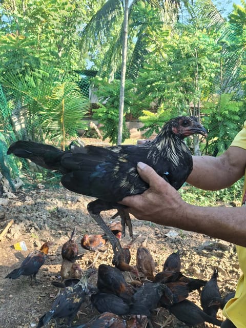 Photo 2 of 10 from Manok bisaya's post