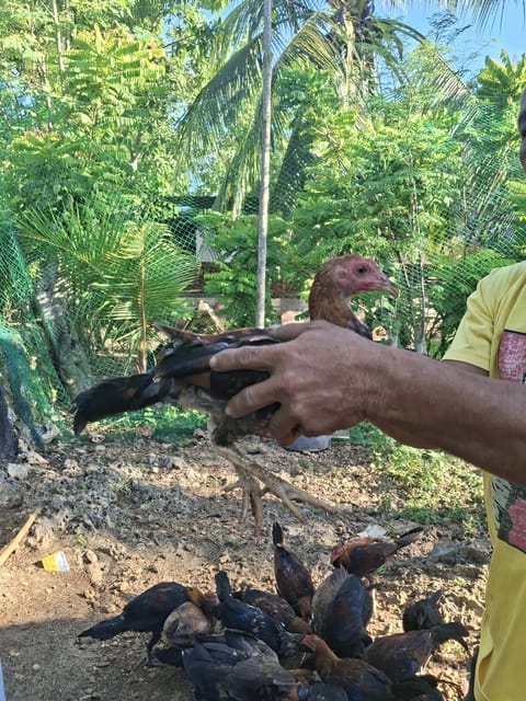Photo 3 of 10 from Manok bisaya's post