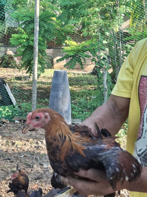 Photo 4 of 10 from Manok bisaya's post