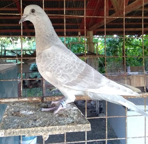 Photo 2 of 3 from Dennis C. Bondoc's post