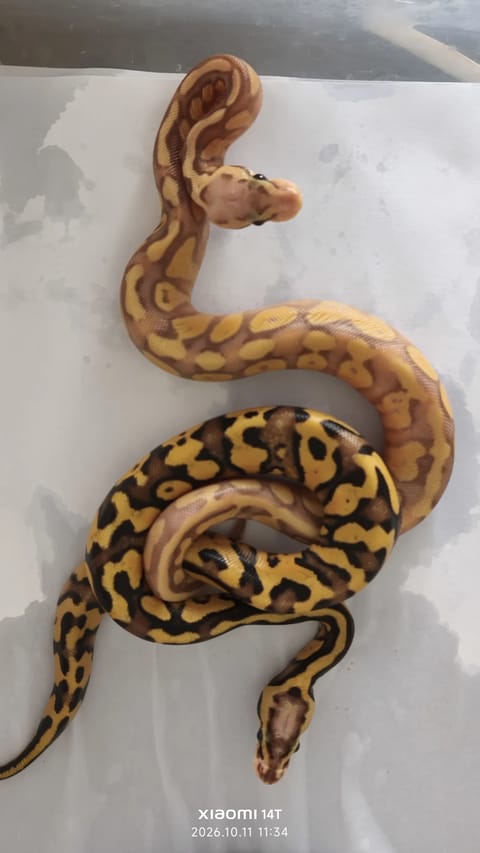 Photo from Lucky Aquatics's post