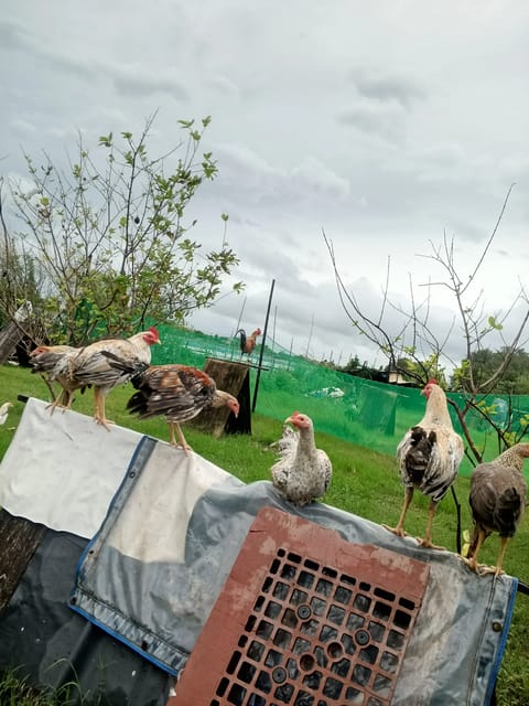 Photo 2 of 2 from Erol Ferrer's post