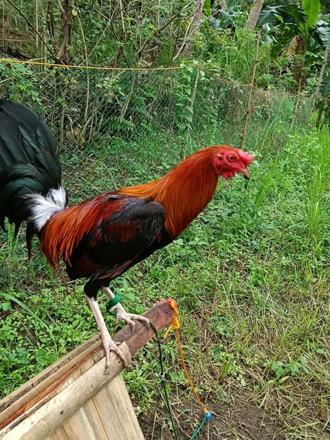 Photo from Triple A Gameyard's post