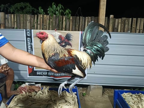 Photo 2 of 10 from RCO and Son's GameBirds's post