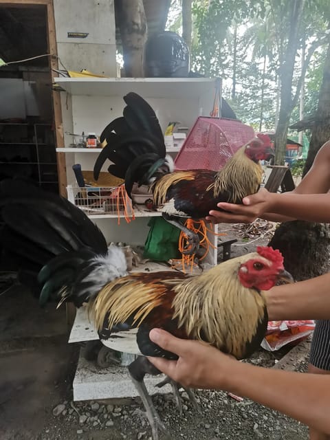 Photo 4 of 10 from RCO and Son's GameBirds's post