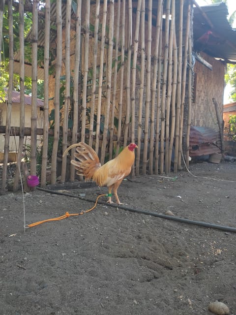 Photo 2 of 3 from Tanshong BackYards's post