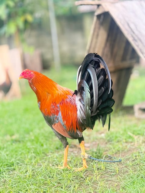 Photo 2 of 10 from Lysander Tambasacan's post