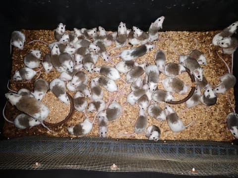 Photo from ASF EMPIRE QC's post